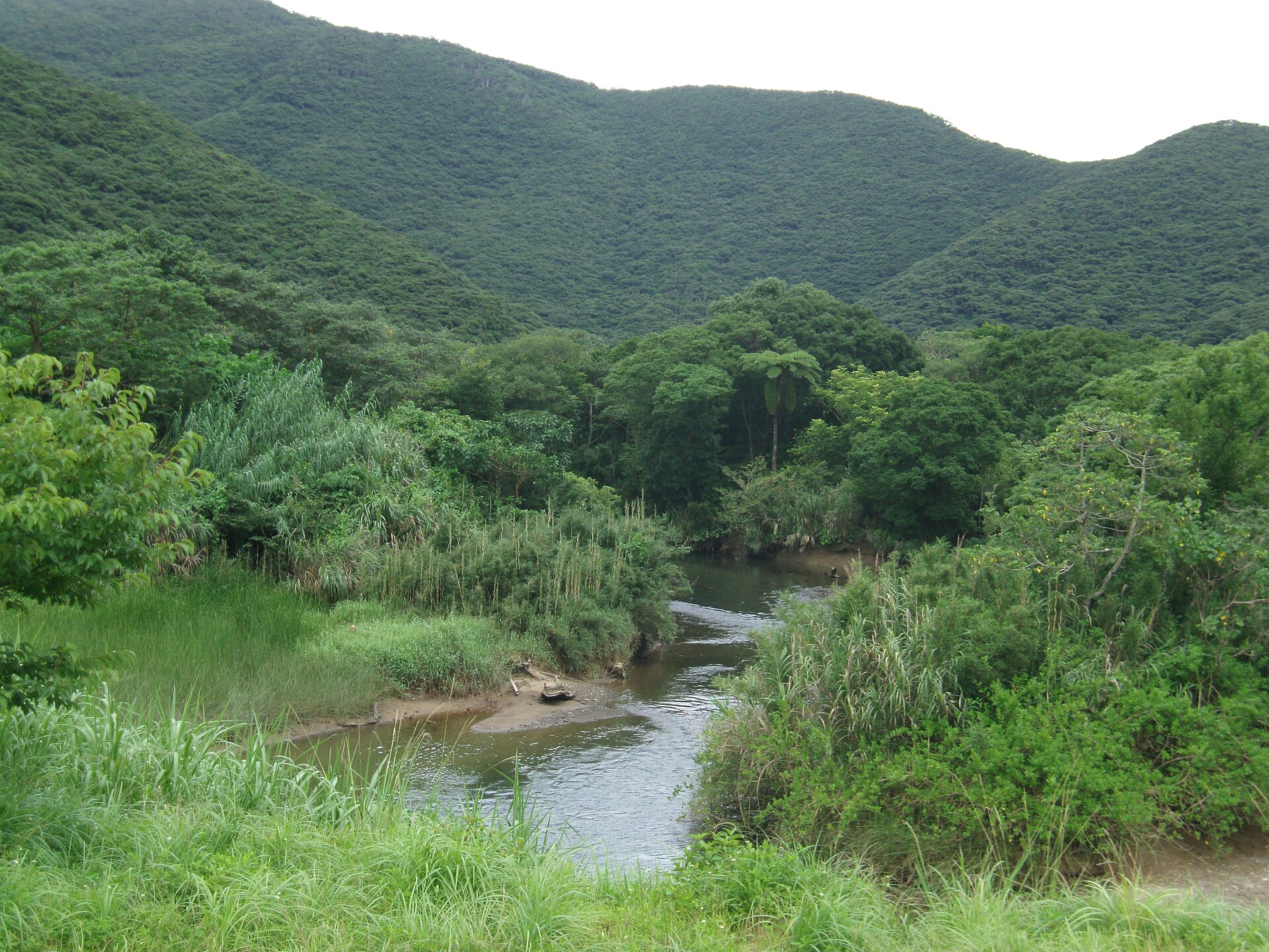 奄美大島の森を流れる川を岸の高みから。手前に草地と干潟、奥に照葉樹におおわれた山並みが横に連なる