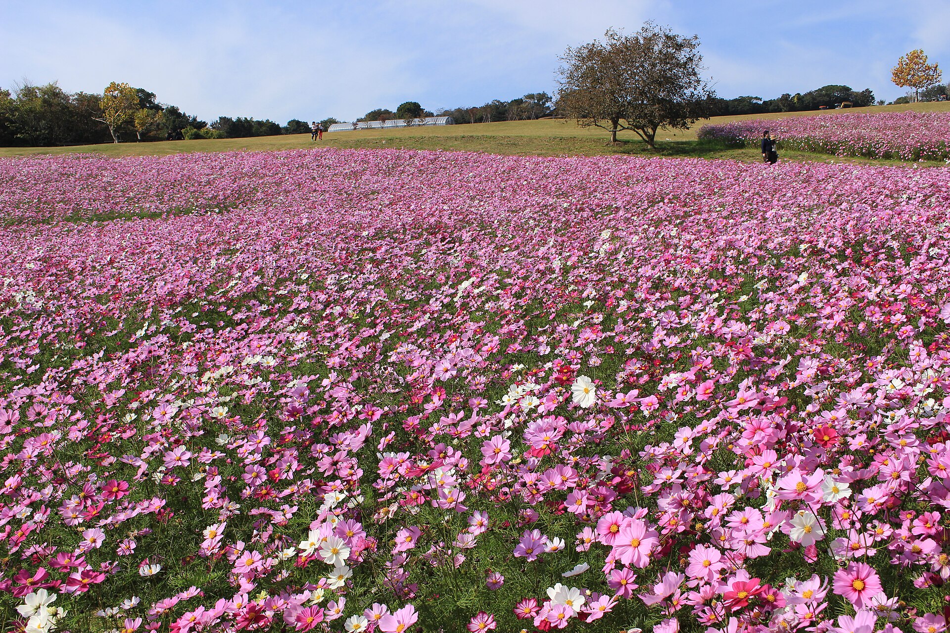丘の斜面一面に咲くコスモスの花畑