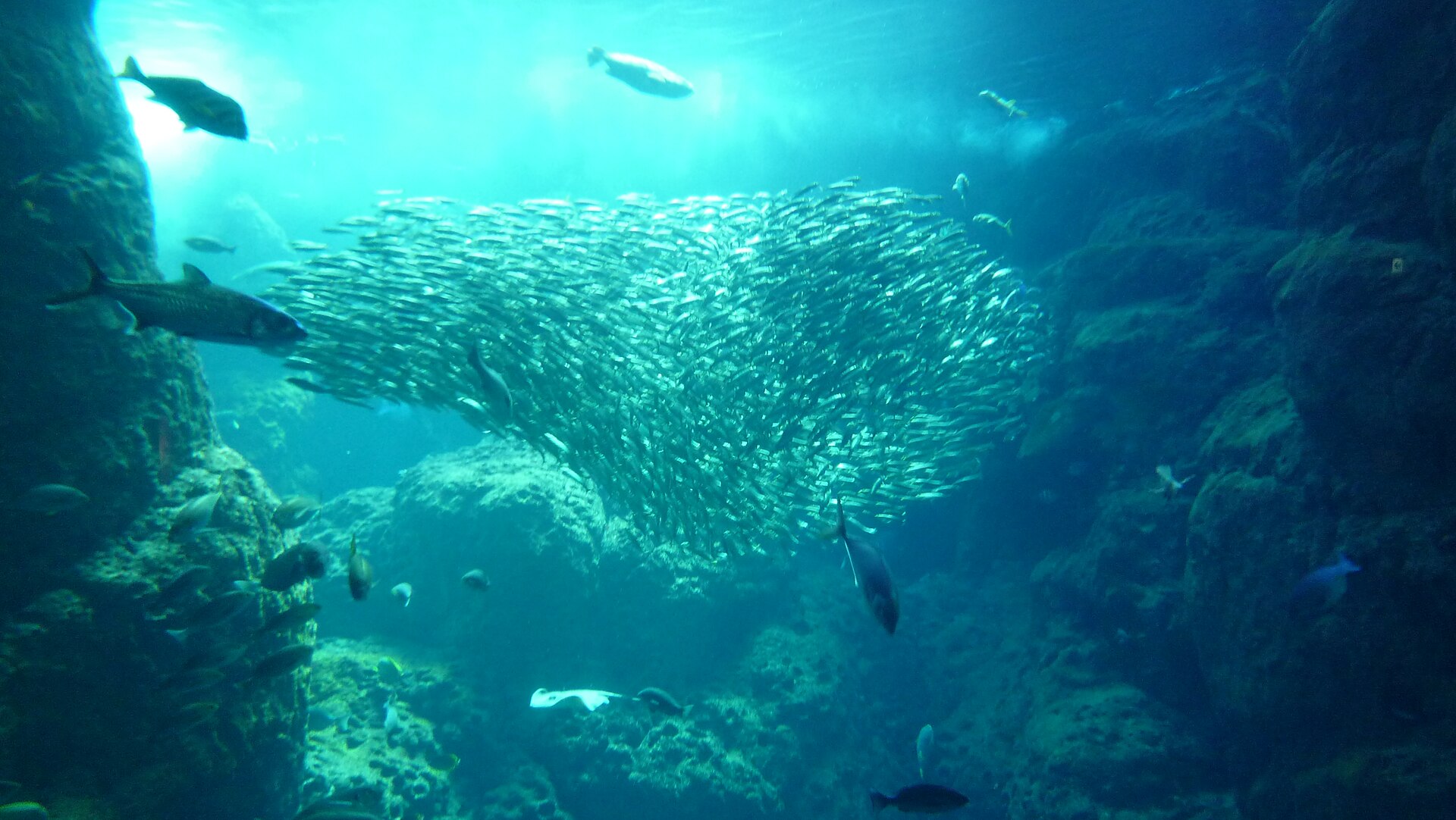 新江ノ島水族館の大水槽