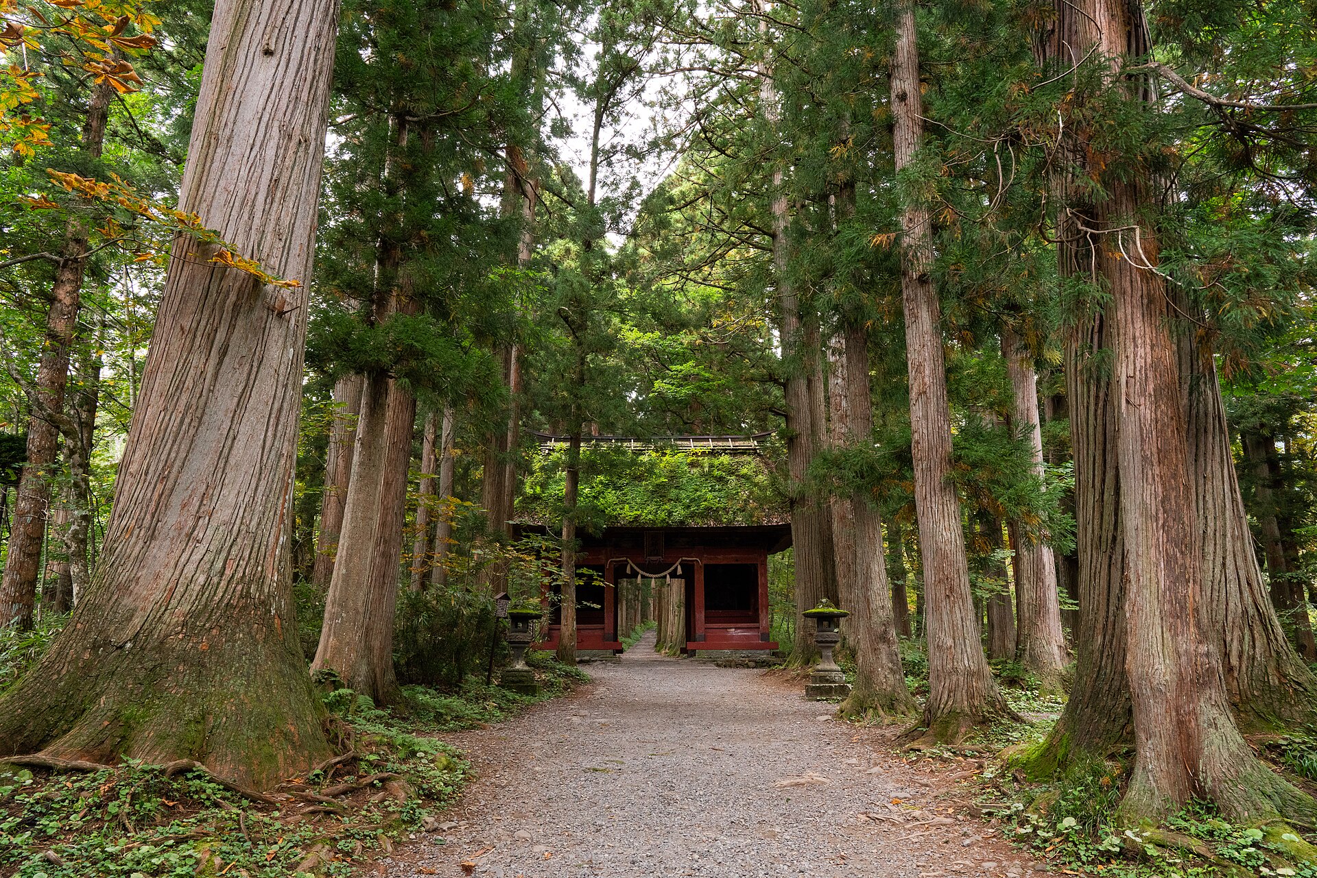 戸隠神社 奥社参道の杉並木と、萱葺きの赤い随神門