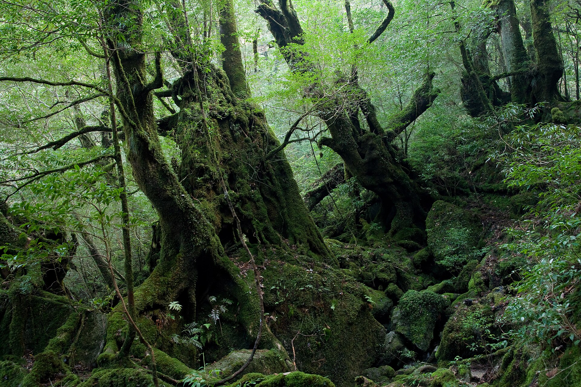 屋久島の写真